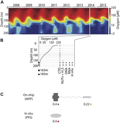 Sampling and Processing Methods Impact Microbial Community Structure and Potential Activity in a Seasonally Anoxic Fjord: Saanich Inlet, British Columbia